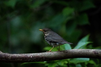 Japanese Thrush 長崎市野母崎 Sun, 4/23/2017