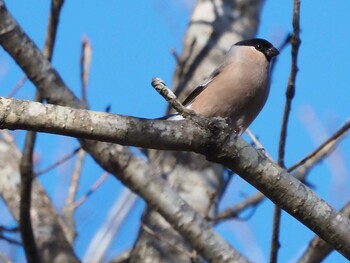 Eurasian Bullfinch 大蔵高丸 Sun, 11/14/2021