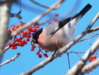 2021年11月14日(日) 大蔵高丸の野鳥観察記録