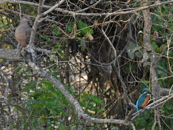 Oriental Turtle Dove 祖父江ワイルドネイチャー緑地 Mon, 11/15/2021