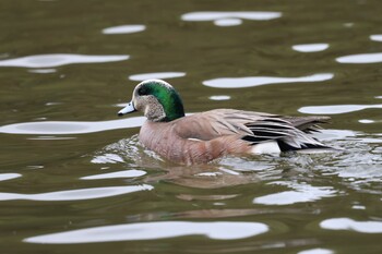 American Wigeon 深山公園 Sat, 3/13/2021