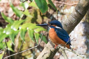 Common Kingfisher 深山公園 Sat, 3/13/2021