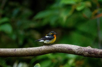 Narcissus Flycatcher 長崎市野母崎 Sun, 4/23/2017