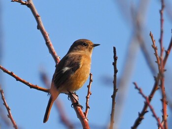 2021年11月12日(金) その辺りのお寺の野鳥観察記録