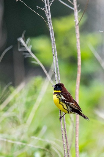 Yellow-breasted Bunting 長崎市野母崎 Wed, 5/3/2017