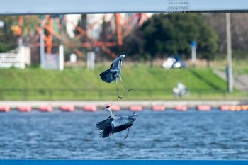 Grey Heron 福岡県芦屋町 Sun, 4/16/2017