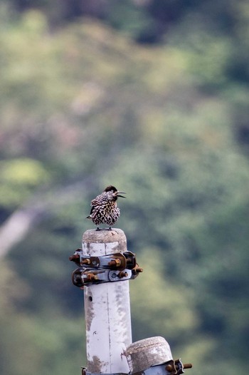 Spotted Nutcracker 宮崎県五ヶ瀬 Sat, 9/10/2016