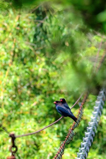 Oriental Dollarbird 大分県由布市 Thu, 6/2/2016