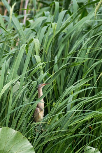 Yellow Bittern 福岡県鞍手町 Sat, 6/25/2016