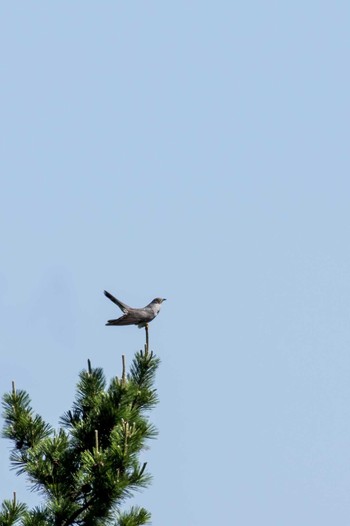 Common Cuckoo 大分県長者原 Thu, 6/2/2016