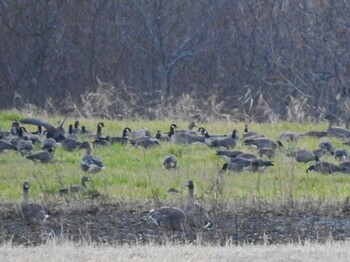 シジュウカラガン 大津漁港(中津郡豊頃町) 2021年11月14日(日)