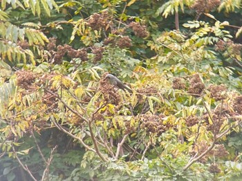 Brown-eared Bulbul 大池(鳥取市若葉台) Tue, 11/16/2021