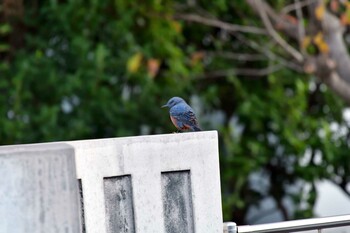 Blue Rock Thrush Nagahama Park Tue, 11/16/2021