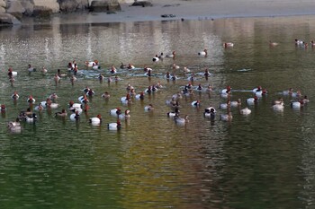 ホシハジロ 長浜公園 2021年11月16日(火)