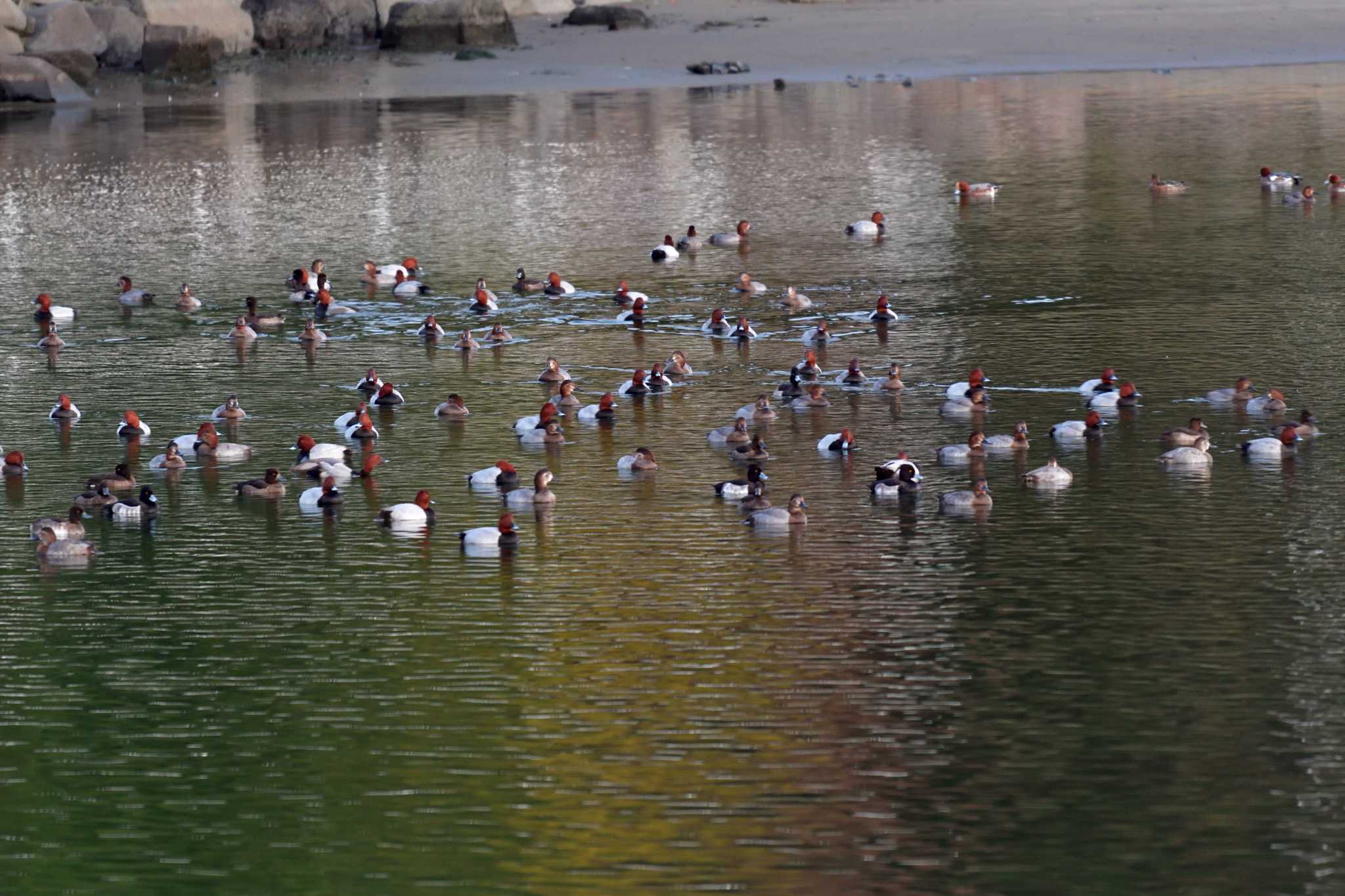 Photo of Common Pochard at Nagahama Park by やなさん