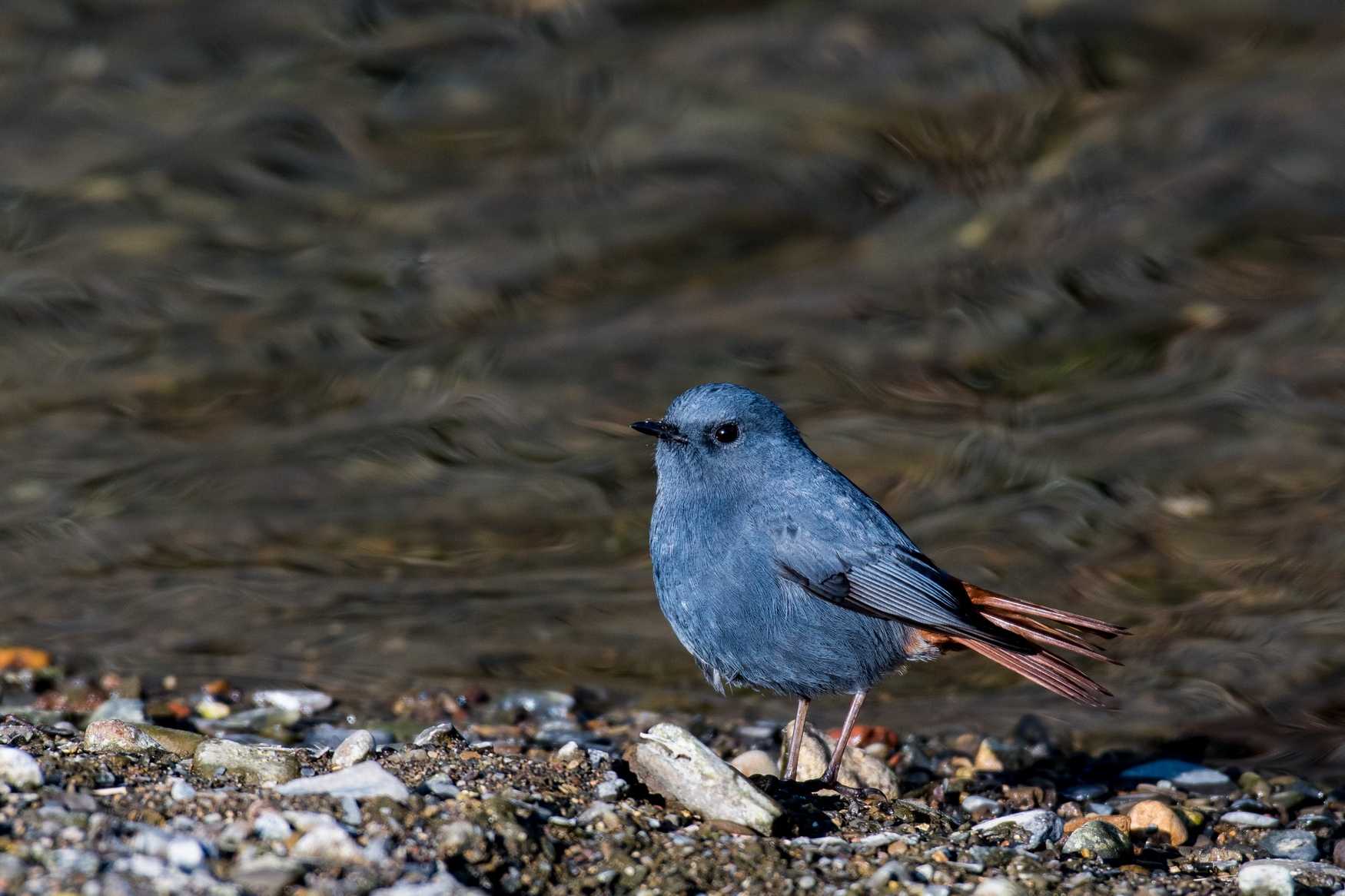 対馬 の 野鳥