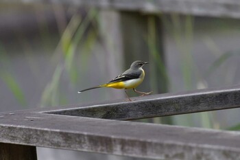 Tue, 11/16/2021 Birding report at Nagahama Park