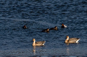 Swan Goose 福岡県行橋市 Sat, 12/31/2016