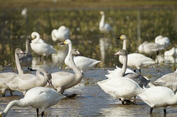 Tundra Swan 潟ノ内(島根県松江市) Tue, 11/16/2021