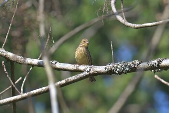 アオジ 滋賀県甲賀市甲南町創造の森 2021年11月16日(火)