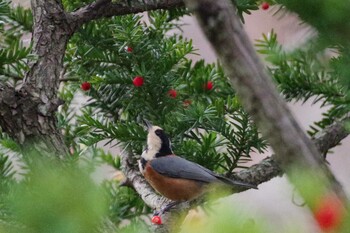 2021年11月16日(火) 福井緑地(札幌市西区)の野鳥観察記録