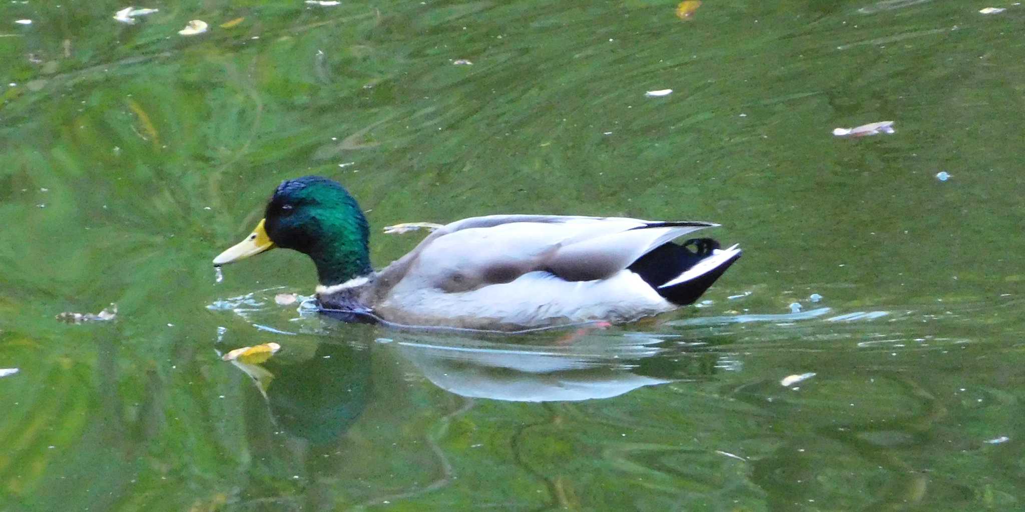 Mallard