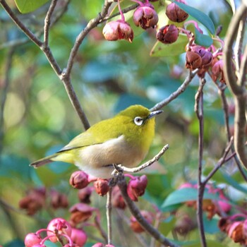 2021年11月16日(火) びわこ文化公園の野鳥観察記録