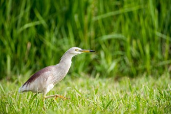 Indian Pond Heron 福岡市 Sun, 10/2/2016