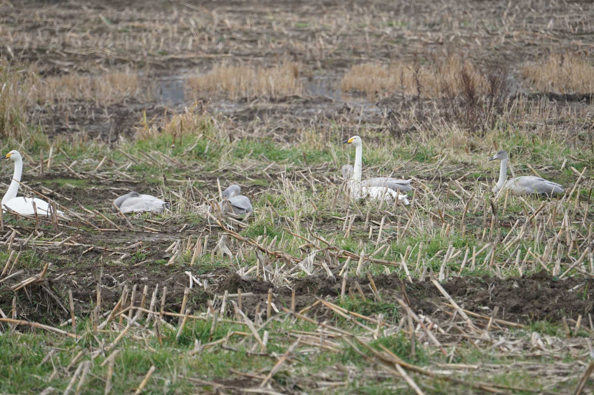 Whooper Swan