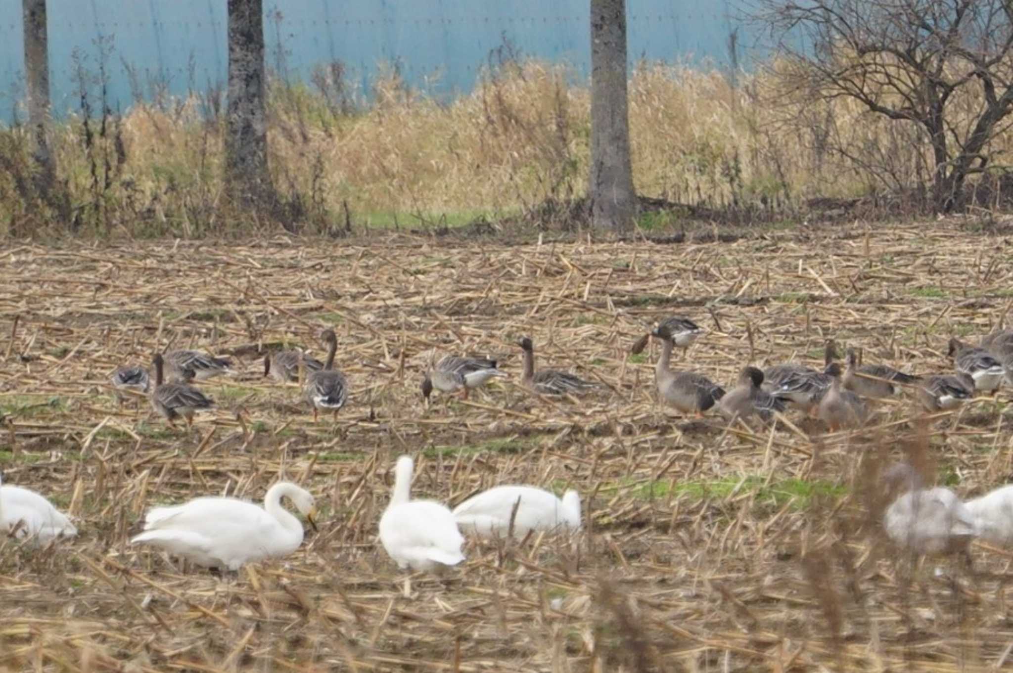 Taiga Bean Goose