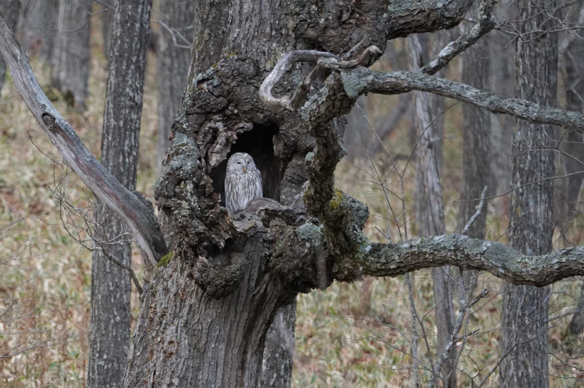 Ural Owl(japonica)