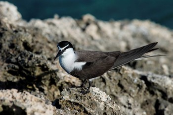 Bridled Tern