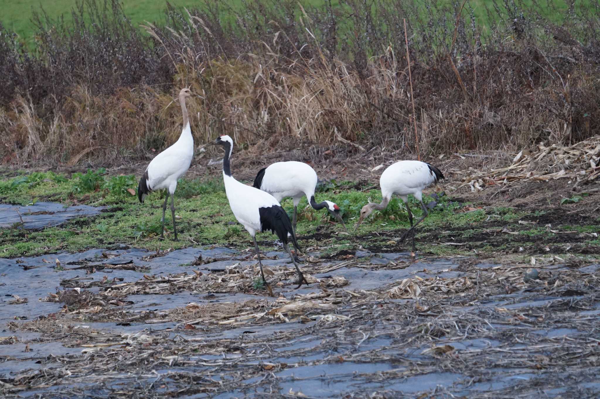 Red-crowned Crane