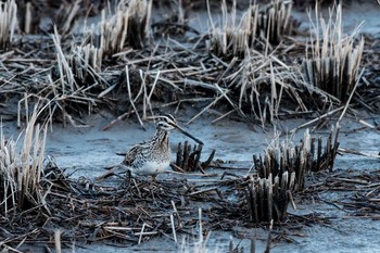 Common Snipe 大分県宇佐市 Sat, 2/11/2017