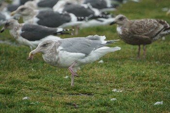 Glaucous-winged Gull 道東 Wed, 11/10/2021
