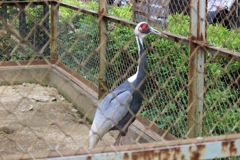 2021年4月24日(土) さいたま市の野鳥観察記録