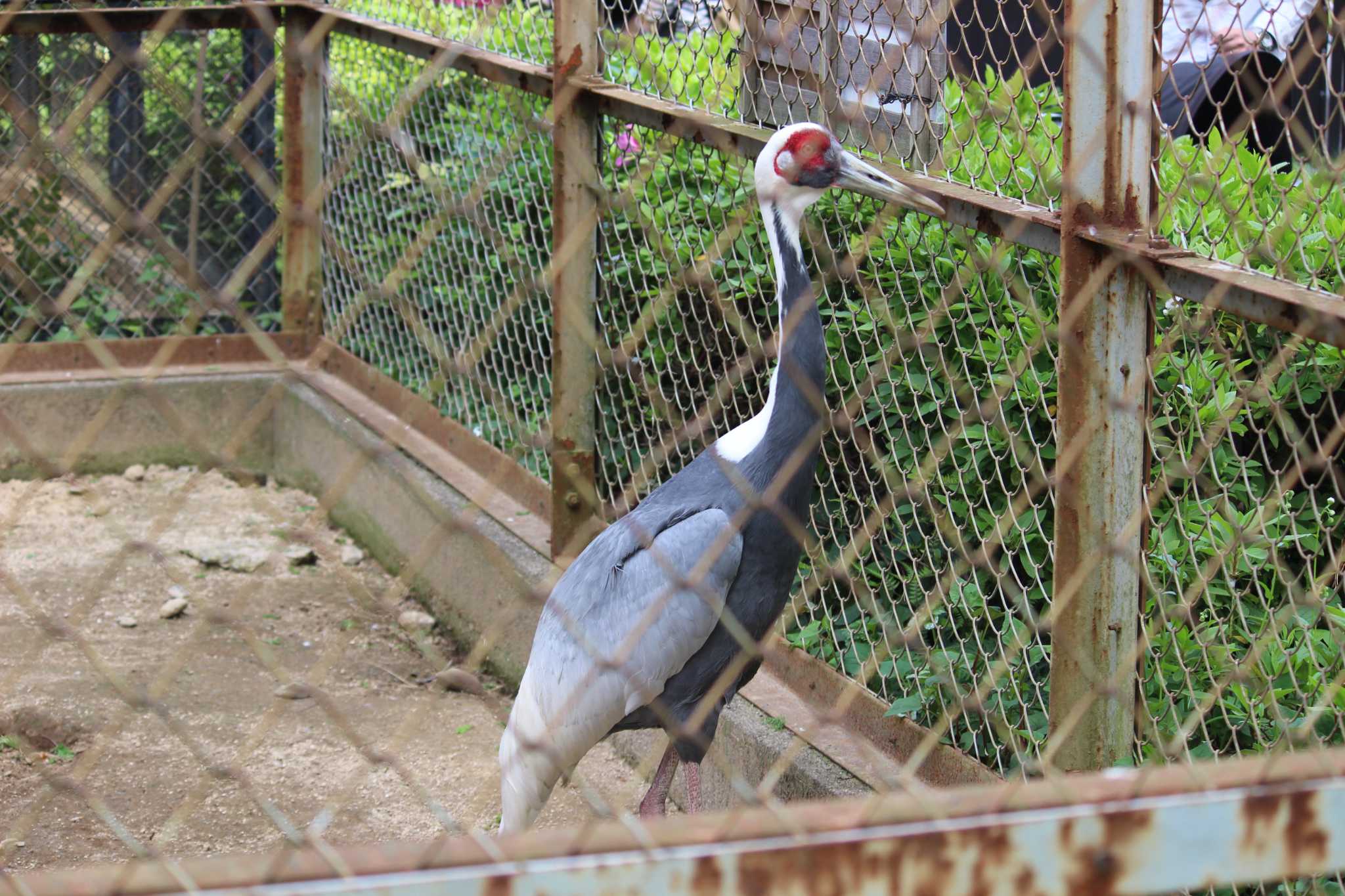 White-naped Crane