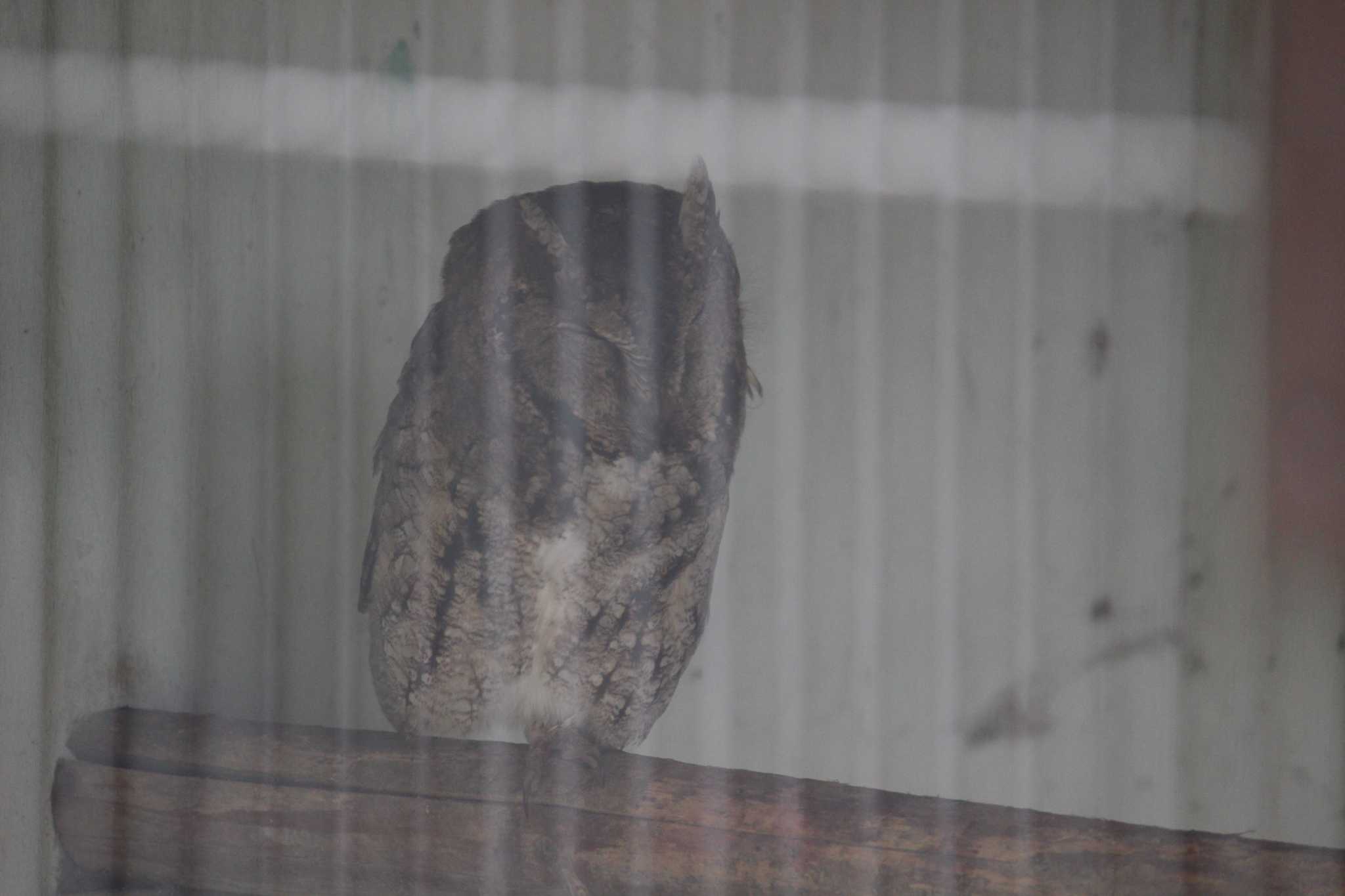 Japanese Scops Owl