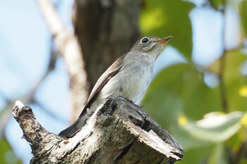 コサメビタキ 東京港野鳥公園 2021年10月3日(日)