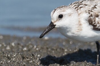 ミユビシギ ふなばし三番瀬海浜公園 2021年10月2日(土)