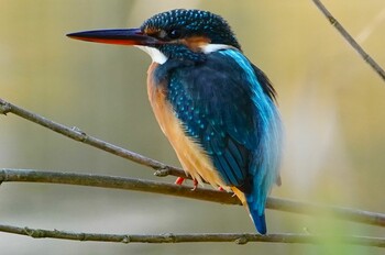 カワセミ 千里南公園 2021年11月16日(火)