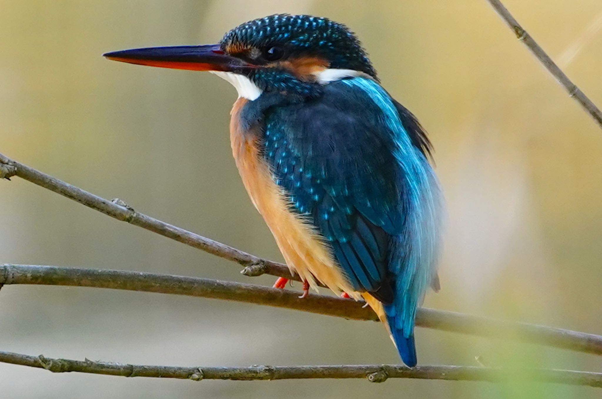 Common Kingfisher