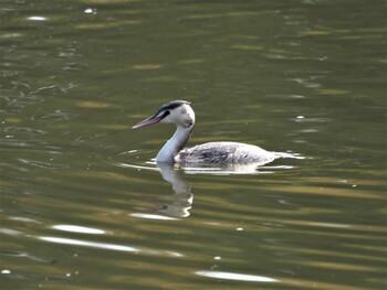 2021年11月16日(火) 水元公園の野鳥観察記録