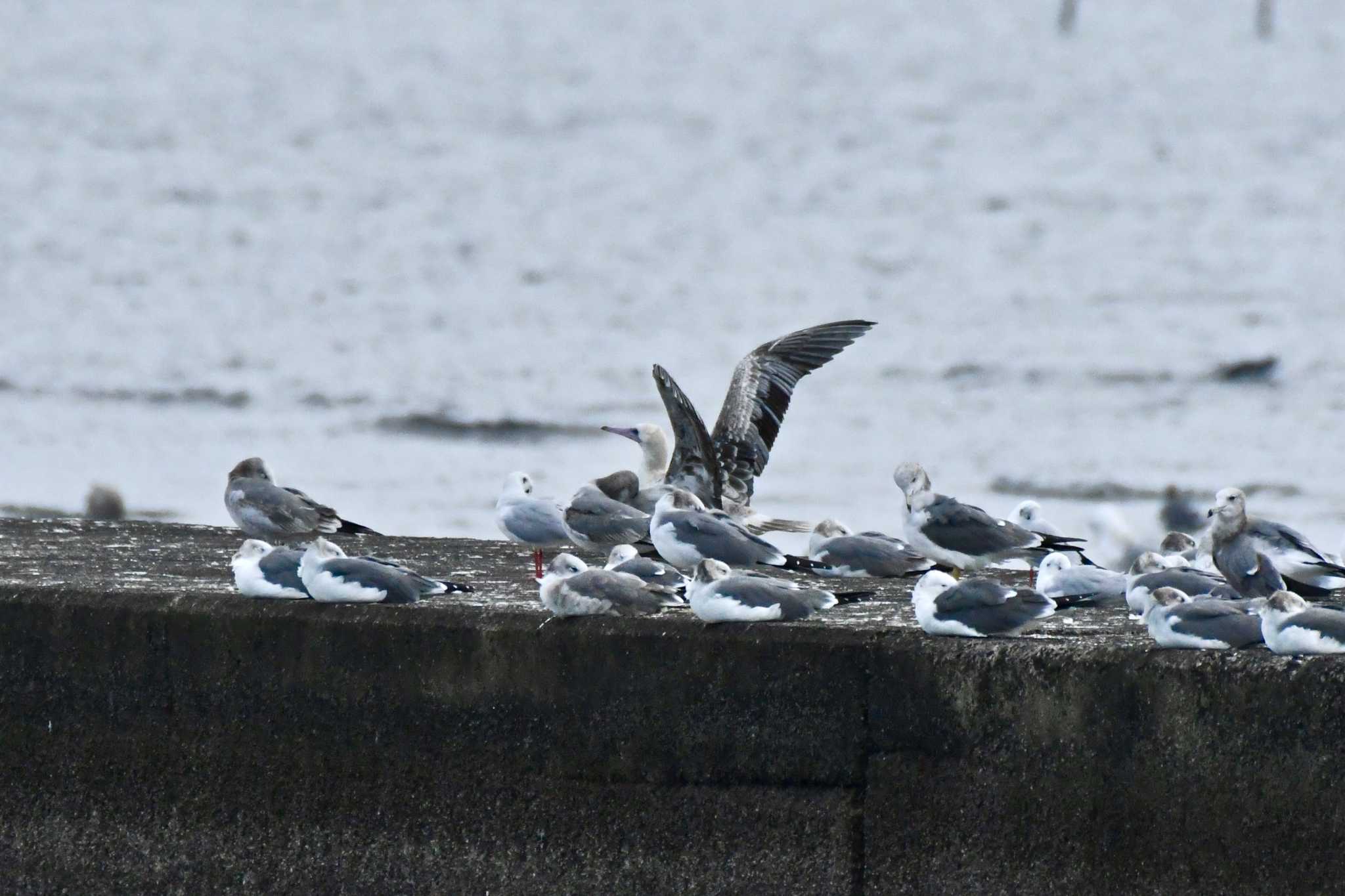 ふなばし三番瀬海浜公園 アカアシカツオドリの写真 by TK2