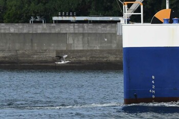 アカアシカツオドリ ふなばし三番瀬海浜公園 2021年11月7日(日)