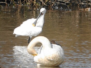 Eurasian Spoonbill Kabukuri Pond Mon, 11/15/2021