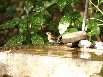 Brambling Kyoto Gyoen Sun, 11/14/2021