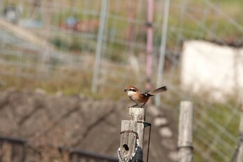 Bull-headed Shrike 北嵯峨 Sat, 11/13/2021