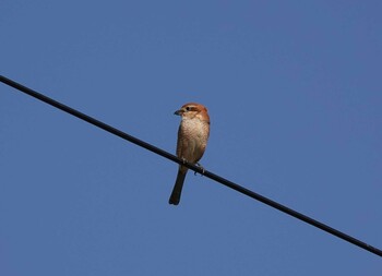 Bull-headed Shrike 北嵯峨 Sat, 11/13/2021