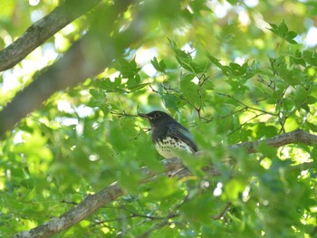 2021年10月3日(日) 十里木高原の野鳥観察記録